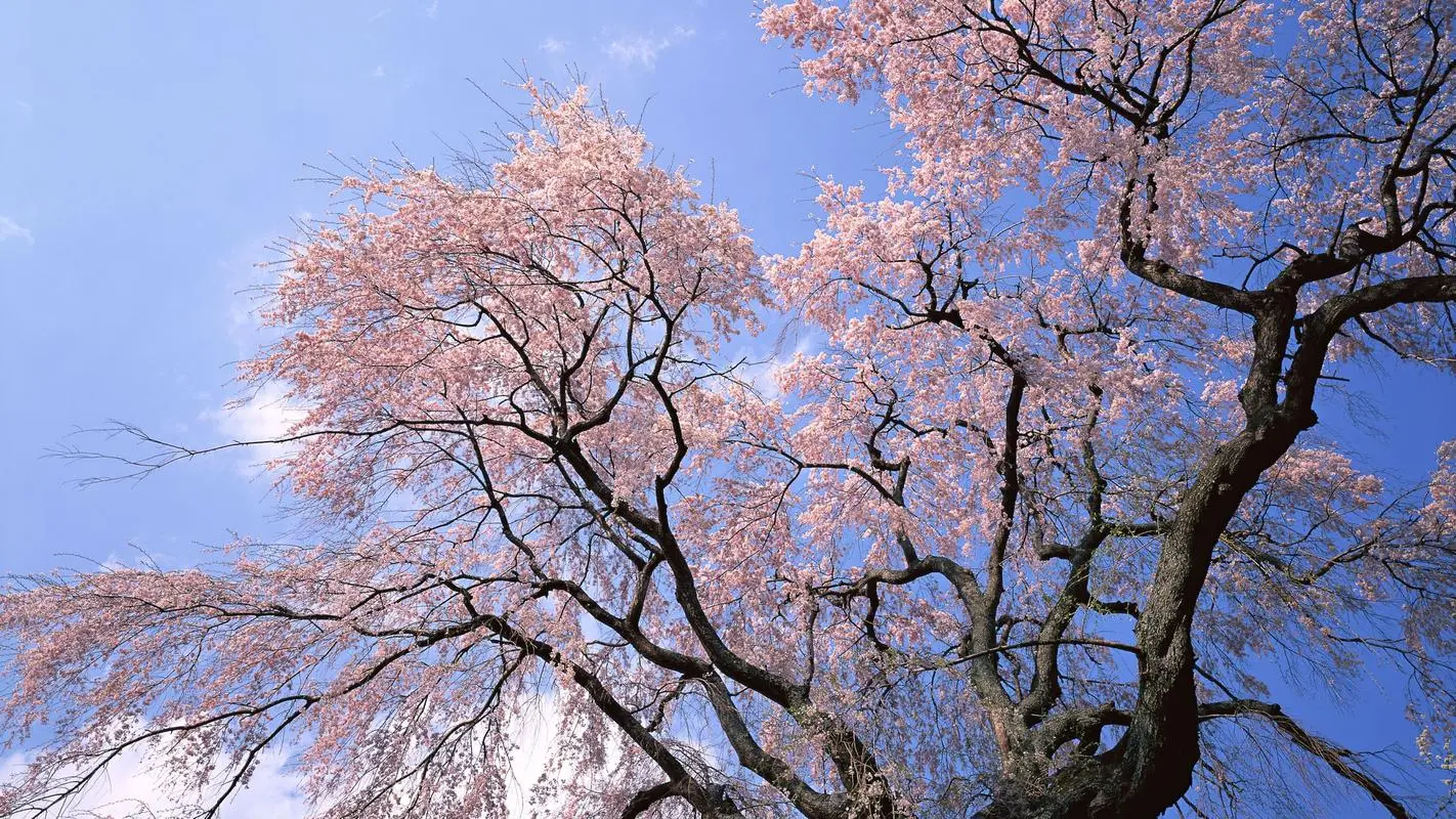 PG电子模拟器